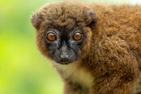 The lemur looks straight into the camera, its brown fur contrasts with a green background. A