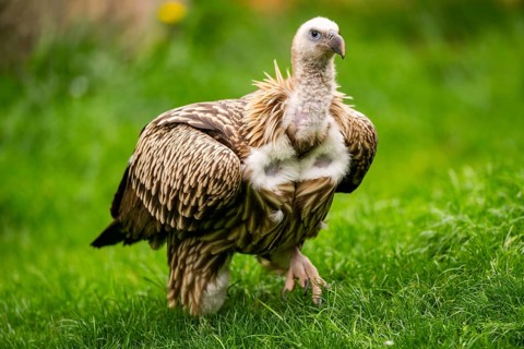 Griffon Vultures (Gyps fulvus) walking on a meadow in spring, bavaria, Germany