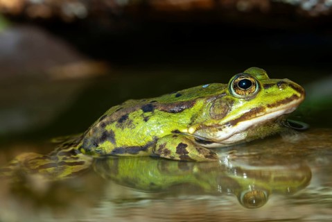 Common water frog, edible frog, pelophylax esculentus, pelophylax cl. esculentus, rana kl.