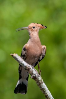 Brandenburg, Germany, hoopoe, Nabu, national natural heritage, natural paradise Grünhaus, upupa