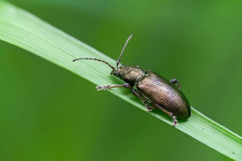 Small sedge reed beetle, Plateumaris consimilis, reed beetle, coleoptera, insects, beetles