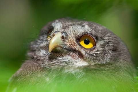 Glaucidium passerinum, pygmy owl, passerine owl, birds, owls, adolescent, juvenile, owls,