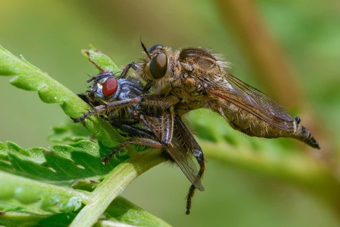 Downland robberfly, Machimus rusticus, predatory fly, rusty brown predatory fly, simple predatory