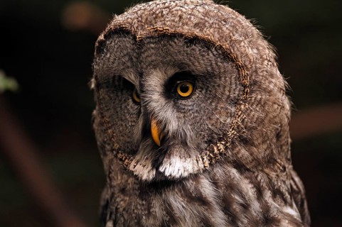 Ural Owl (Strix uralensis) at Nuremberg Zoo, Nuremberg, Middle Franconia, Bavaria, Germany