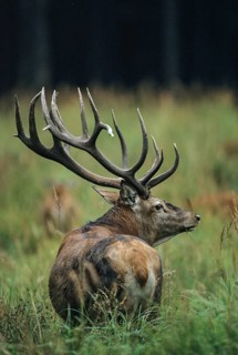 Artiodactyla, Cervus Elaphus, even-toed ungulate, cloven-hoofed, red deer, deer, deer, high size,