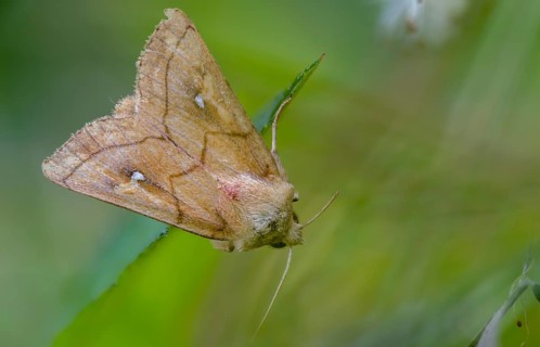 Bush turf white spotted owl, owl moth, yellow-brown reed grass owl, mythimna conigera, noctuidae,