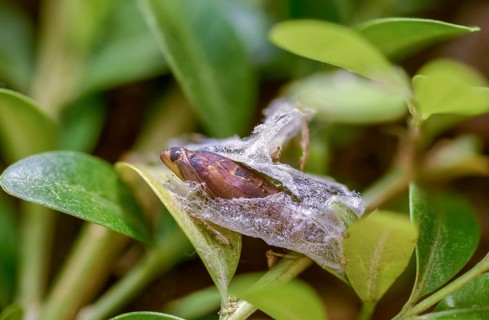 Box tree moth, boxwood moth, boxwood moth, cydalima perspectalis, moth, web, insects, moths, pupa,