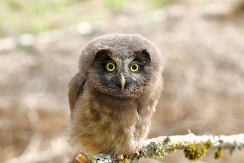 Tengmalm's Owl (Aegolius funereus), a young bird perched on a larch branch, Siegerland, North