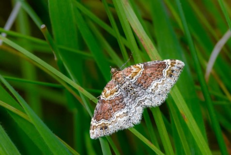 Banded bedstraw leaf stretcher, light rust-colored leaf tensioner, xanthorhoe spadicearia, insects,