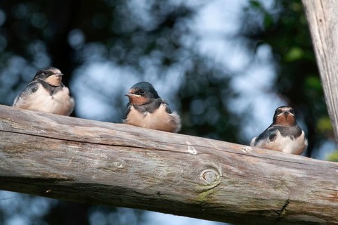 Hirundo rustica, house martin, swallow, birds, adolescent, juvenile, passeri, swallows, songbirds,