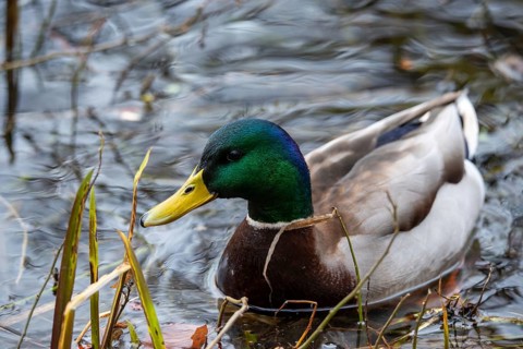 Anas platyrhynchos, mallard, mallard, anatidae, birds, ducks, ducks, ducks, drakes, male, birds,