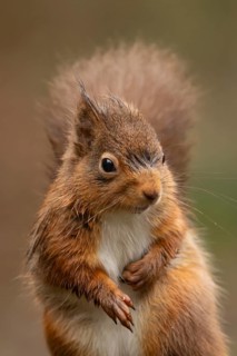 Red squirrel (Sciurus vulgaris) adult animal portrait, England, United Kingdom