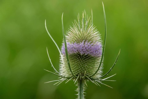Wild teasel (Dipsacus fullonum), in flower, Baden-Württemberg, Germany