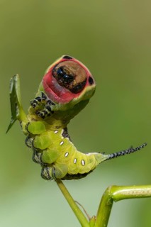Cerura vinula, fork tail, large fork tail, notodontidae, puss moth, toothmoth, high size, portrait,