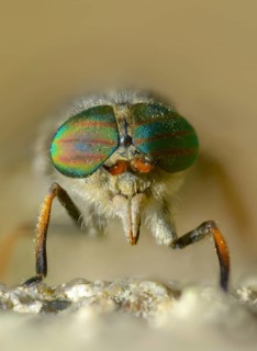 Brake spec., hybomitra spec., diptera, insects, two-winged birds