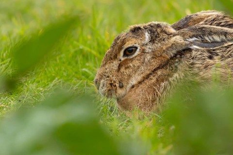 European brown hare (Lepus europaeus) adult animal in grassland, England, United Kingdom