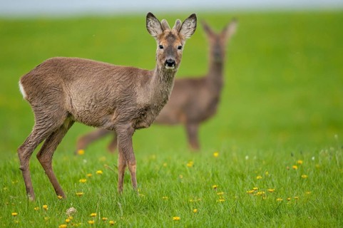 Artiodactyla, Capreolus capreolus, even-toed ungulate, cloven-hoofed, roe deer, mammals, mammals