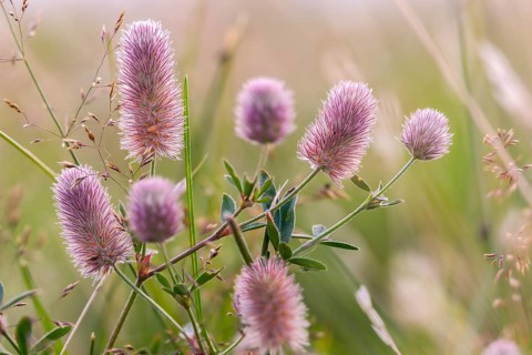 Fabaceae, hare clover, butterflies, trifolium arvense, flora, plants, plants
