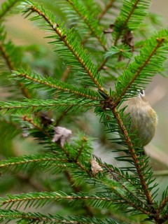 A winter golden chicken is well hidden in a fir tree, North Rhine-Westphalia, Germany