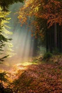 Germany, Greiz, Pöllwitzer Wald, Thuringia, autumn, tree, trees, autumn, high size, portrait