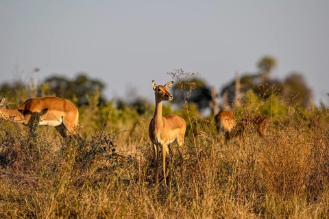 Black-heeled antelope or impala (Aepyceros melampus) near Atzaró Camp, Okavango Delta, North-West