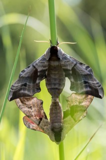 Evening peacock, eyed hawk moth, smerinthus ocellata, smerinthus ocellatus, sphingidae, butterfly,
