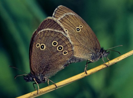 Aphantopus hyperantus, brown forest bird, ringlet, chimney sweep, forest bird, butterfly, couple,