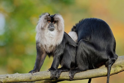 Lion-tailed Macaque or Wanderu (Macaca silenus), adult individuals grooming each other, in
