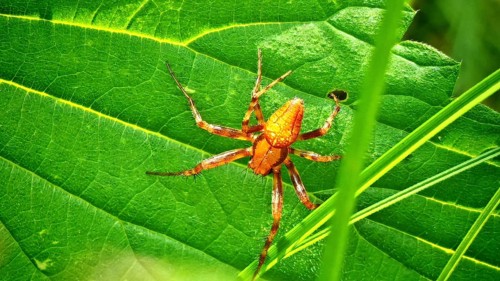 An orange strawberry spider (Araneus alsine) is perched on a large green leaf, glistening in the