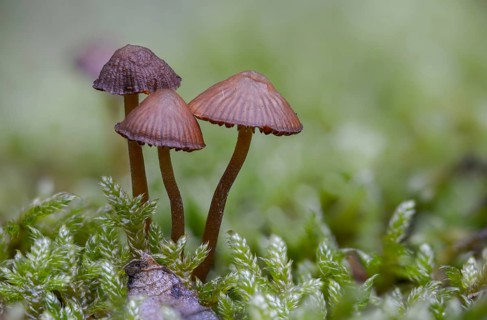 Bleeding bonnet, mycena sanguinolenta, purple-edged blood helmet, smaller bleeding mycena, fungi,