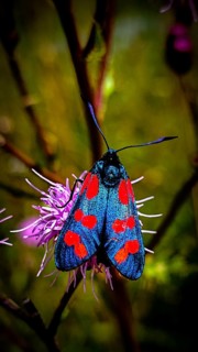 A close-up of a colourful butterfly, the Six-spot Burnet (Zygaena filipendulae), with a blue and