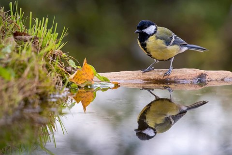 Great tit, great tit, parus major, bath, bird bath, birds, tit, mirror, passeri, songbirds,