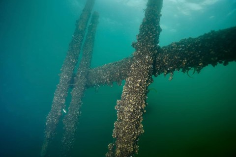 Large underwater wooden structure covered with quagga mussels (Dreissena rostriformis bugensis), an