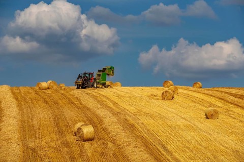 Straw harvest, after harvesting the straw, previously mowed, dried and laid in rows, so-called