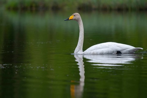 Cygnus Cygnus, Sweden, Singing Swan, Whooper Swan, Anatidae, Birds, Duckbirds, Swan, Swans, Sweden,