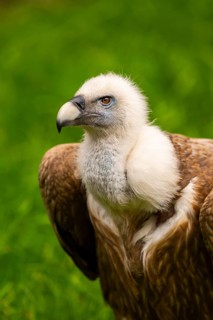 Griffon Vultures (Gyps fulvus), portrait, bavaria, Germany