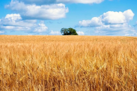 Golden cornfield with a single tree under a blue sky a sunny summer day in the countryside
