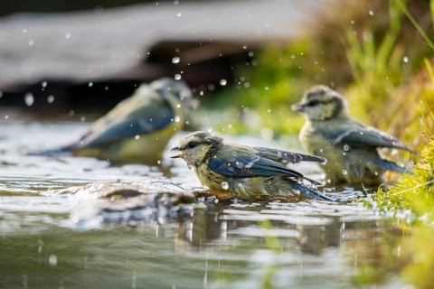 Blue tit, parus caeruleus, bath, bathe, bird bath, birds, tits, passeri, songbirds, tits, drinking