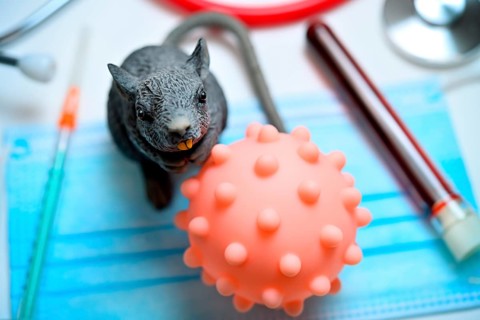 Virus model with rodent figure, the hantavirus is primarily transmitted by mice and rats +++