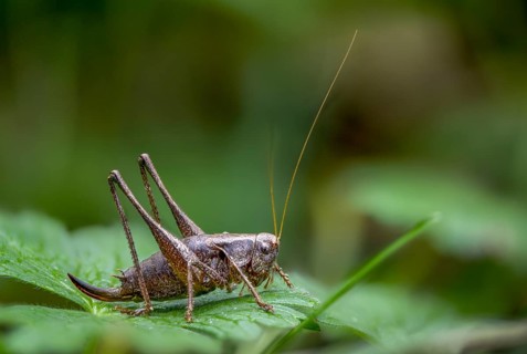 Common shrub scare, common shrub scare, grasshoppers, deciduous locusts, Pholidoptera griseoaptera,