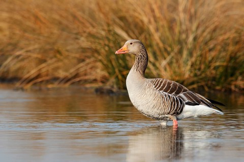 Greylag goose (Anser anser), North Rhine-Westphalia, Germany