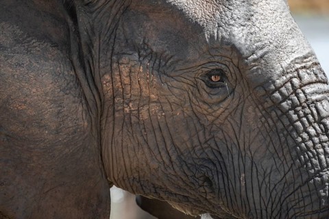 Portrait, African elephant (Loxodonta africana), Addo Elephant National Park, Eastern Cape, South