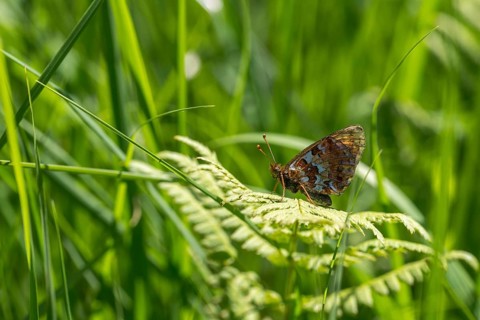 Boloria aquilonaris, cranberry fritillary, high moor mother-of-pearl butterfly, cranberry moth,