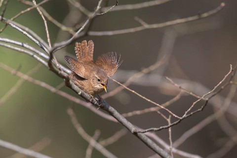 Troglodytes troglodytes, wren, birds, song, passeri, singing, songbirds, birds