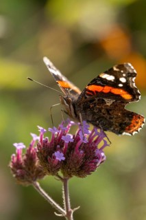 Admiral, Red Admiral, Vanessa Atalanta, butterfly, high size, portrait, insects, butterflies,