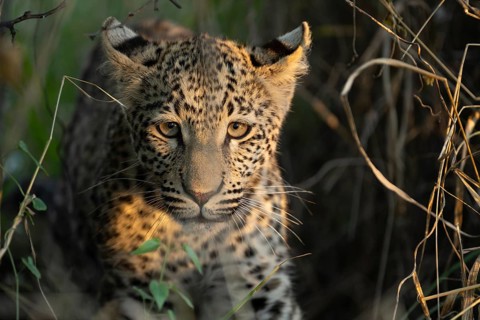 Leopard (Panthera pardus) portrait, Khomas Region, Namibia