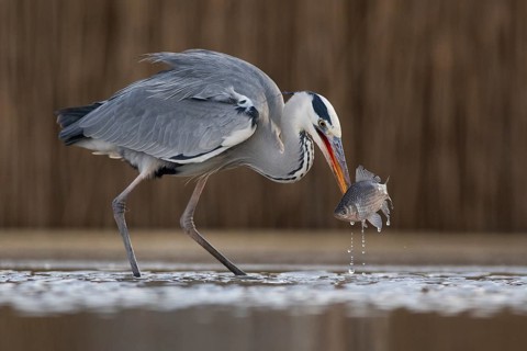 Grey Heron (Ardea cinerea) with fish prey in beak, Pusztaszer, Hungary
