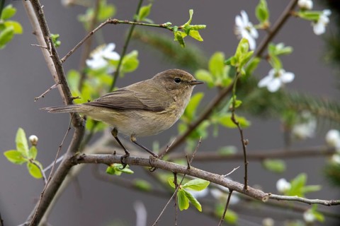 Chiffchaff, phylloscopus collybita, zilpzalp, birds, passeri, songbirds, birds