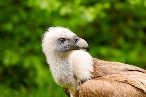 Griffon Vultures (Gyps fulvus), portrait, bavaria, Germany