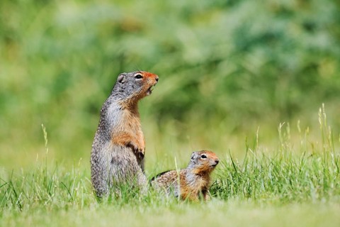 Columbia ground squirrel (Urocitellus columbianus, Spermophilus columbianus), a calling female with